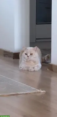 BKH Deckkater creme