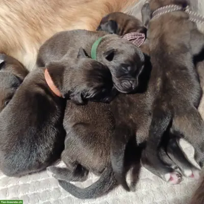 Leonberger Welpen - Wurfankündigung