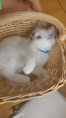 Bildhübsches Birma Kitten, Kater in Lilac Point