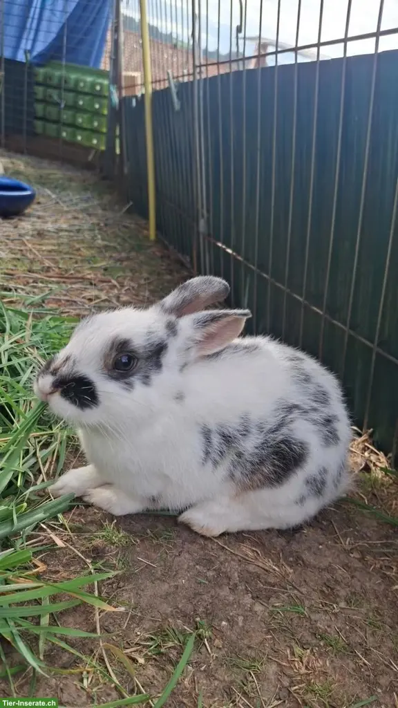 Kleine Kaninchen abzugeben