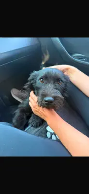 Hailey sucht ihr Für-immer-Zuhause!