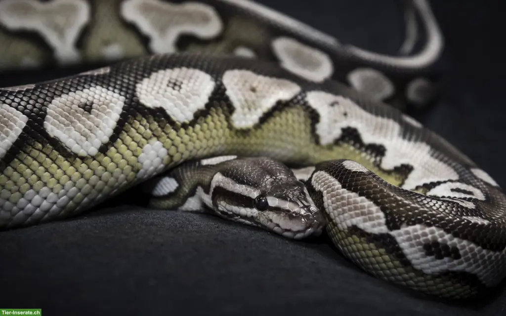 Königspython Axanthic Lesser 0.1