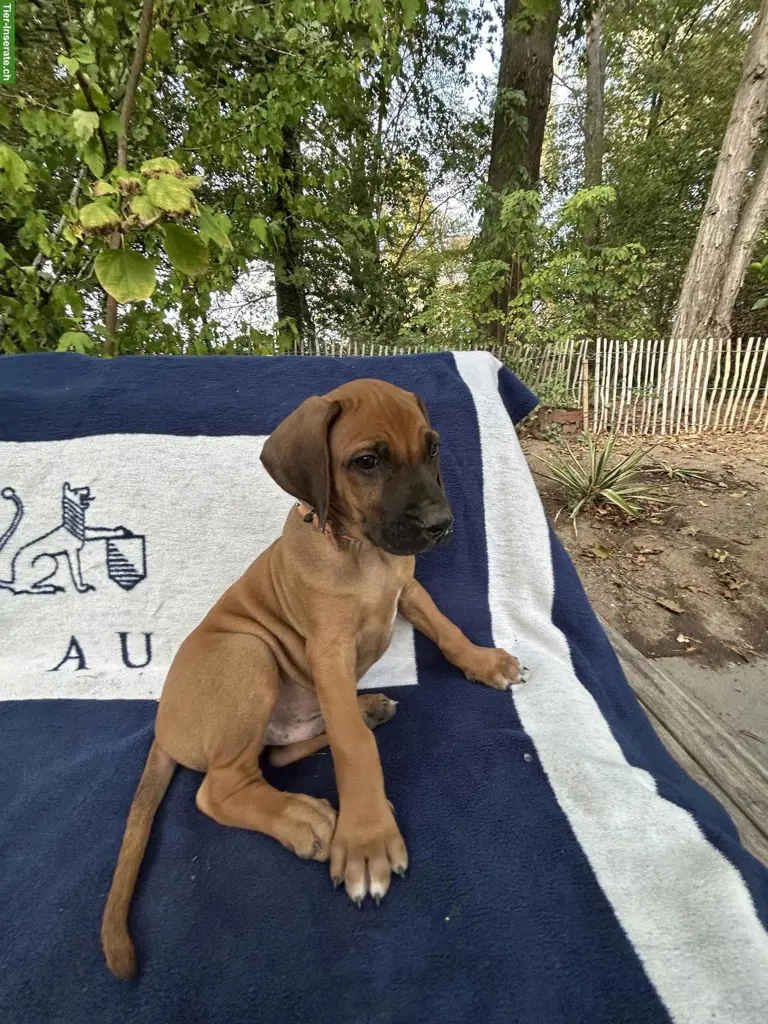 Rhodesian Ridgeback Welpen