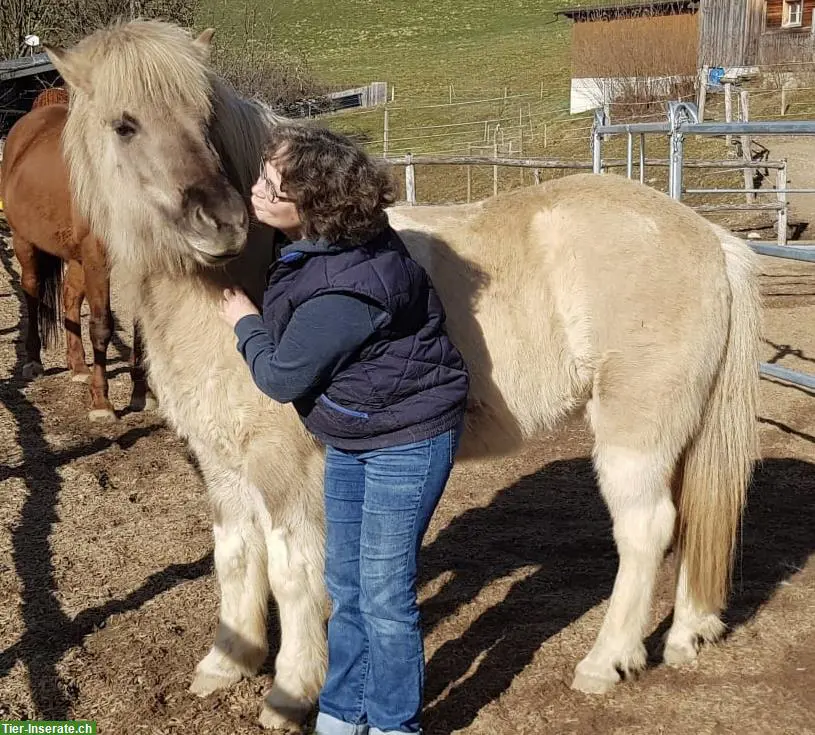 Biete Reitbeteiligung auf Isländern im Emmental bei Lützelflüh