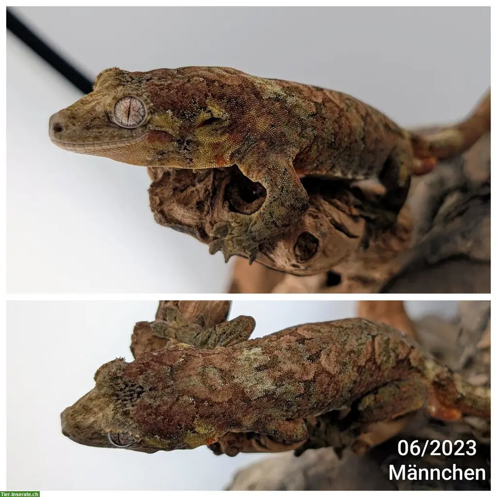 Flechtengecko (Mniarogekko chahoua) zu verkaufen