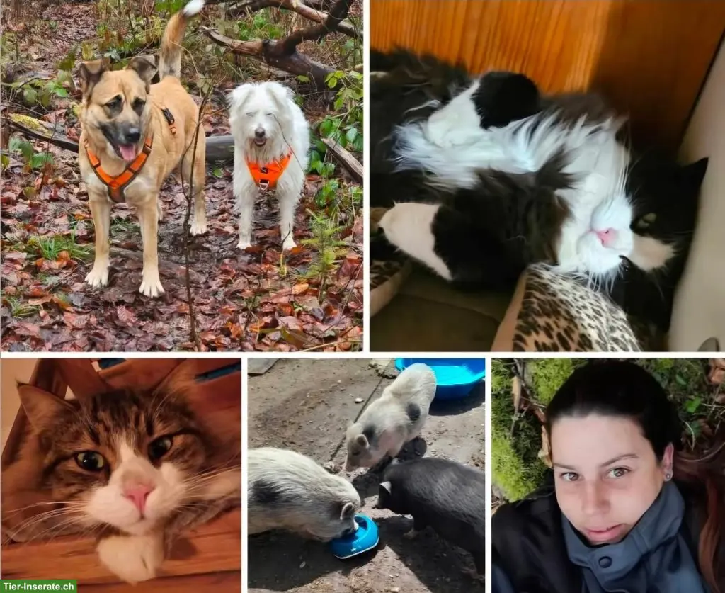 Suche neues tierfreundliches Zuhause für uns, Region Weinfelden