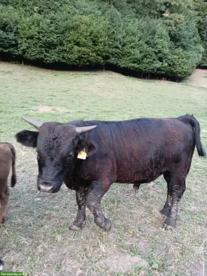 Dexter Stier mit Horn zu verkaufen