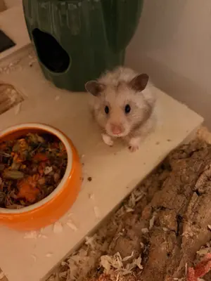 Mega handzahmer Teddyhamster