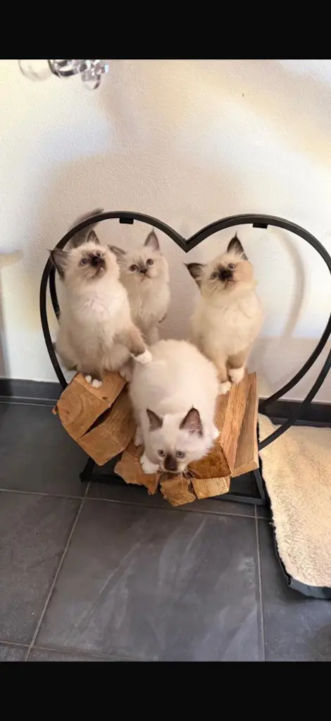 3 Heilige Birma Kitten (w)