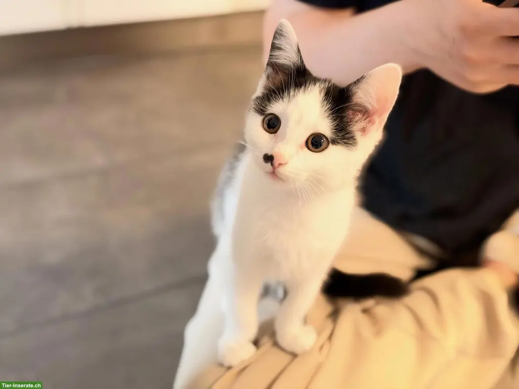 Süsse Katzenbabys, 2 Kater