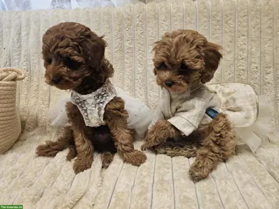 Maltipoo Welpen aus eigener Hobbyzucht