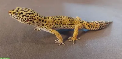 Junger Leopardgecko sucht ein neues Zuhause