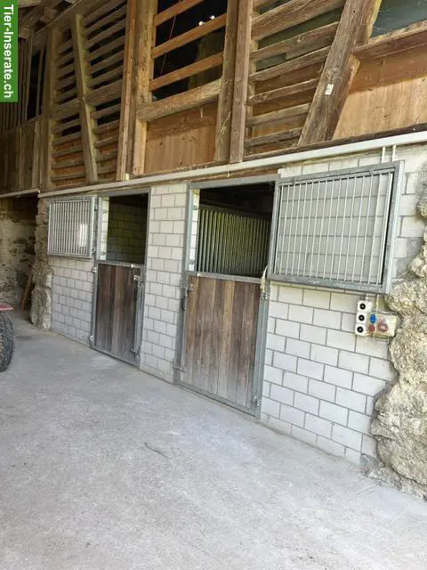 Pferde Auslaufboxen Selbstversorger in Reichenburg SZ