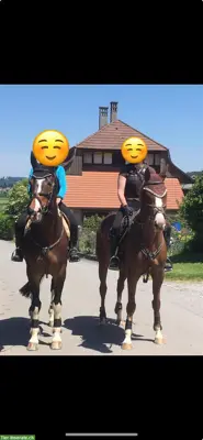 Abwechslungsreiche Reit- & Pflegebeteiligung auf Warmblutpferden