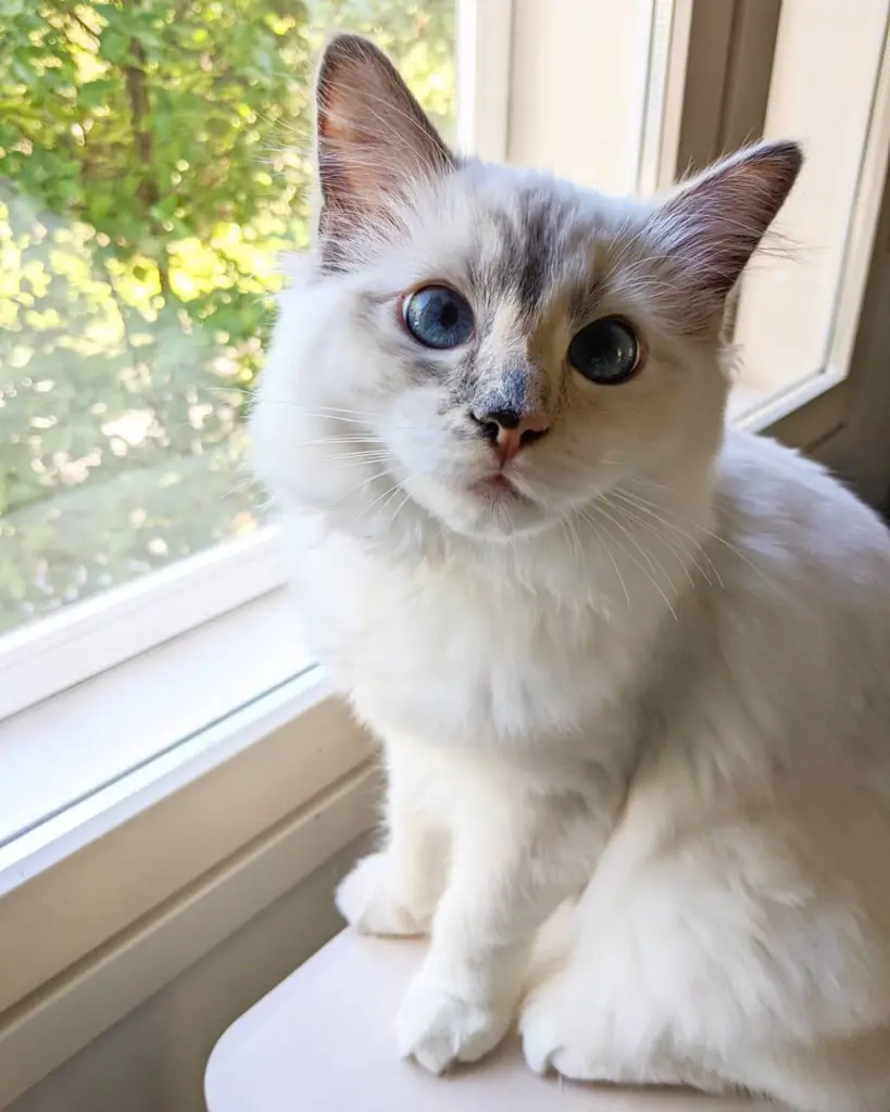 d9f449c1-42d7-4600-a1f1-c8aadb0d13cf-Ragdoll cats (18).jpg