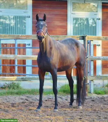 Bewegungsstarke Jungstute aus Grand Prix/Elitestamm