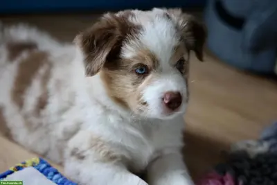 Miniature American Shepherd Liora sucht ihre Menschen 💕