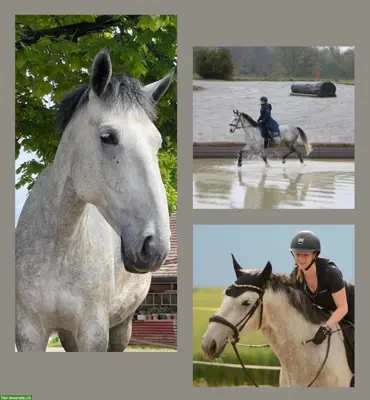 Reitbeteiligung für Lipizzaner Wallach in Bösingen FR