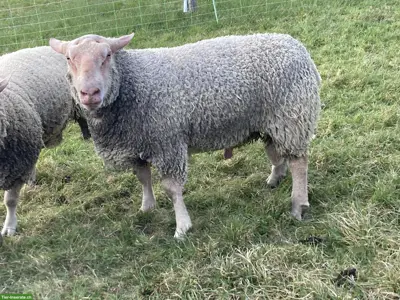 Charollais Widder zu verkaufen