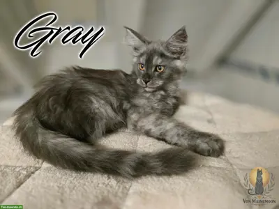 Kräftige Maine Coon Kitten mit Stammbaum suchen liebes Zuhause