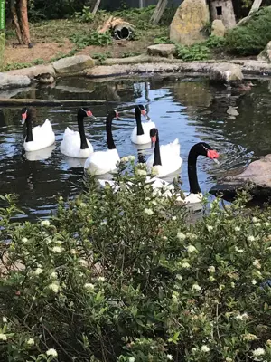 Wasserziergeflügel - Schwäne - Schuppensäger - Gänsesäger