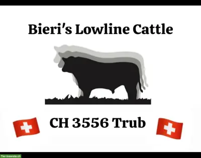 Schöne Lowline-Cattle Zuchtstiere im Leasingangebot