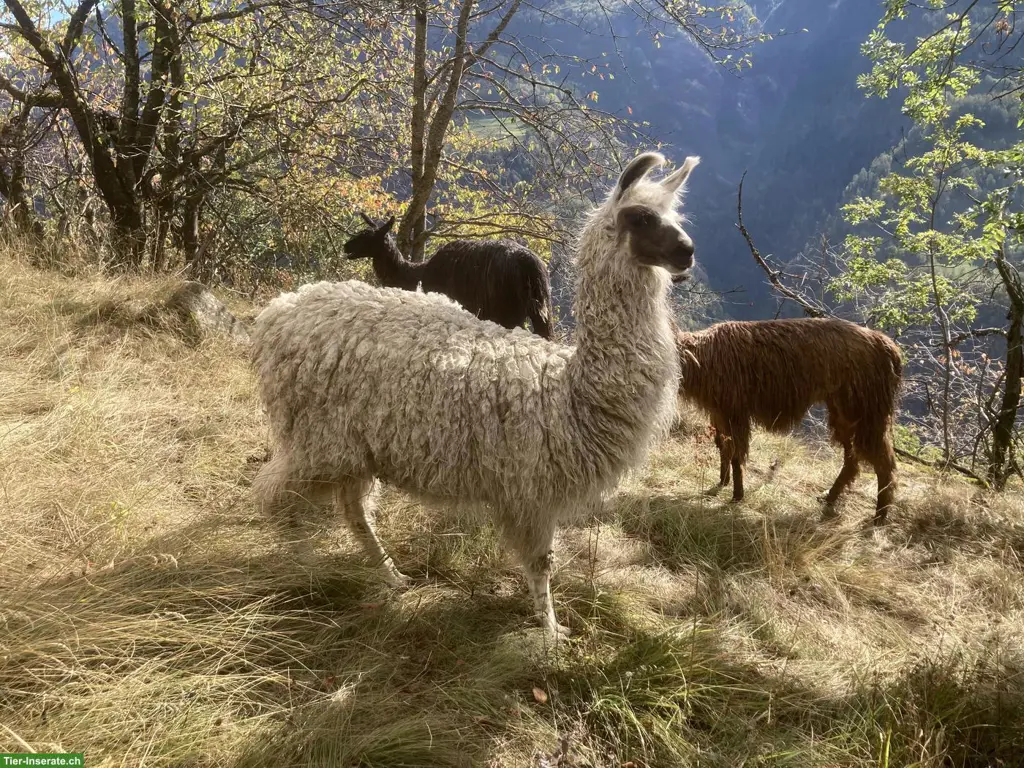 Flauschiger Silky-Lama-Junghengst sucht seinen Herzensplatz 🦙🤎