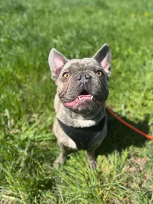Bubi - der sensible Bulldogenbub