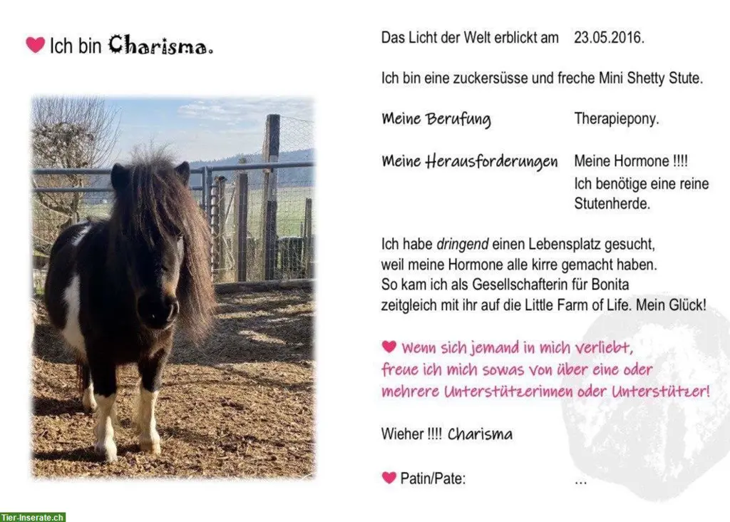 Pferde oder Pony Patenschaft auf der «Little Farm of Life»