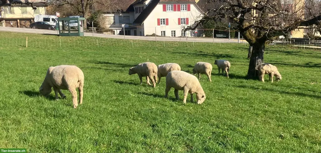 WAS Schafe zu verkaufen
