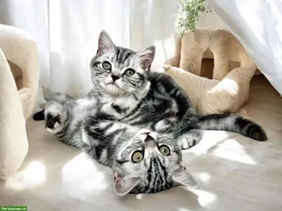 Britisch Kurzhaar Kitten in silber tabby, Whiskas