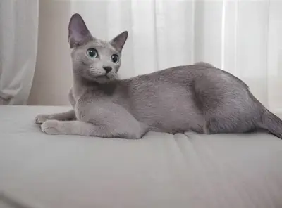Wurfankündigung reinrassige Russisch Blau Kitten m