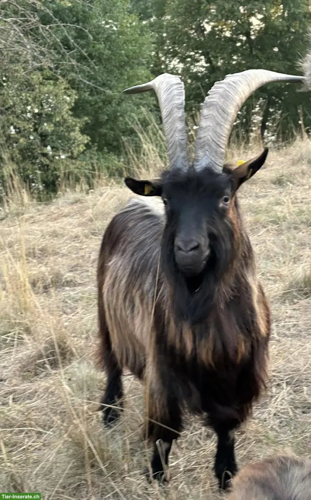 Stiefelgeissen / Stiefelgeissbock (Herdenbuchgeführt)