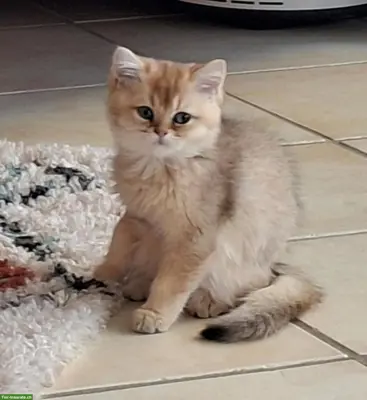 Britisch Kurzhaar Black Golden Katerli mit Stammbaum sucht Zuhause