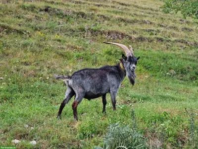 Capra Grigia Ziegenbock zu verkaufen