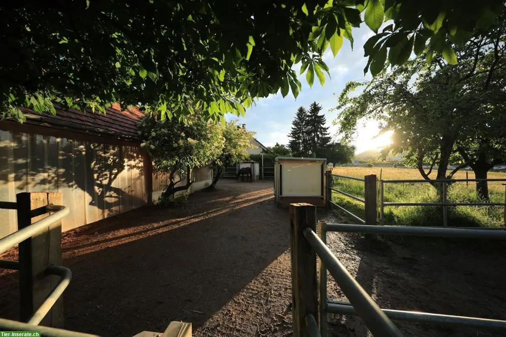 Platz in Offen-/Gruppenstall in Safenwil mit Reitplatz