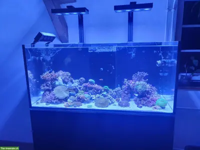 Meerwasseraquarium Red Sea 425 XL inkl. Besatz & Technik