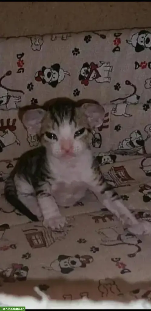Don Sphynx Katzen aus Zucht in Italien