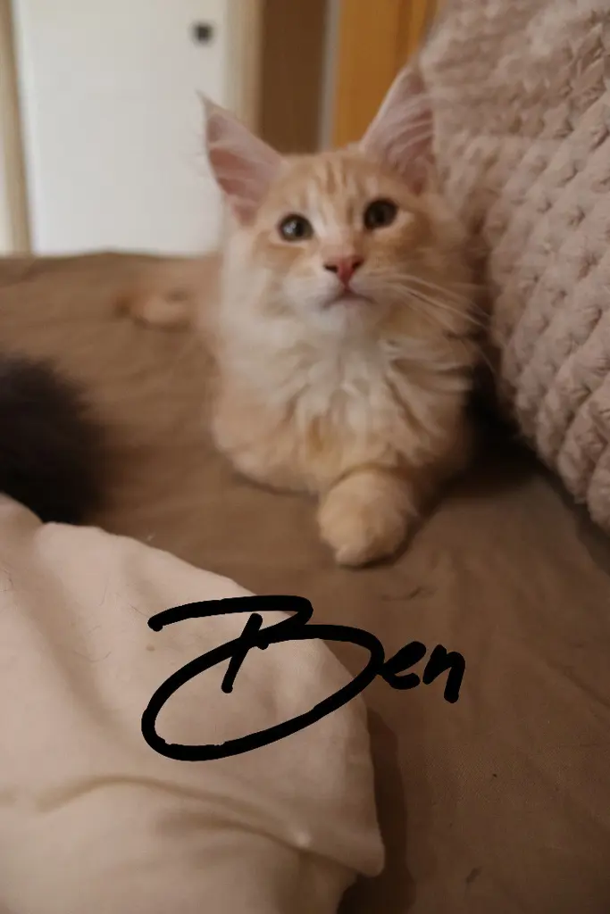 4 Maine Coon Kitten