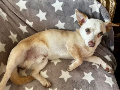 Jack Russel-Spitz-Chihuahua Mischling