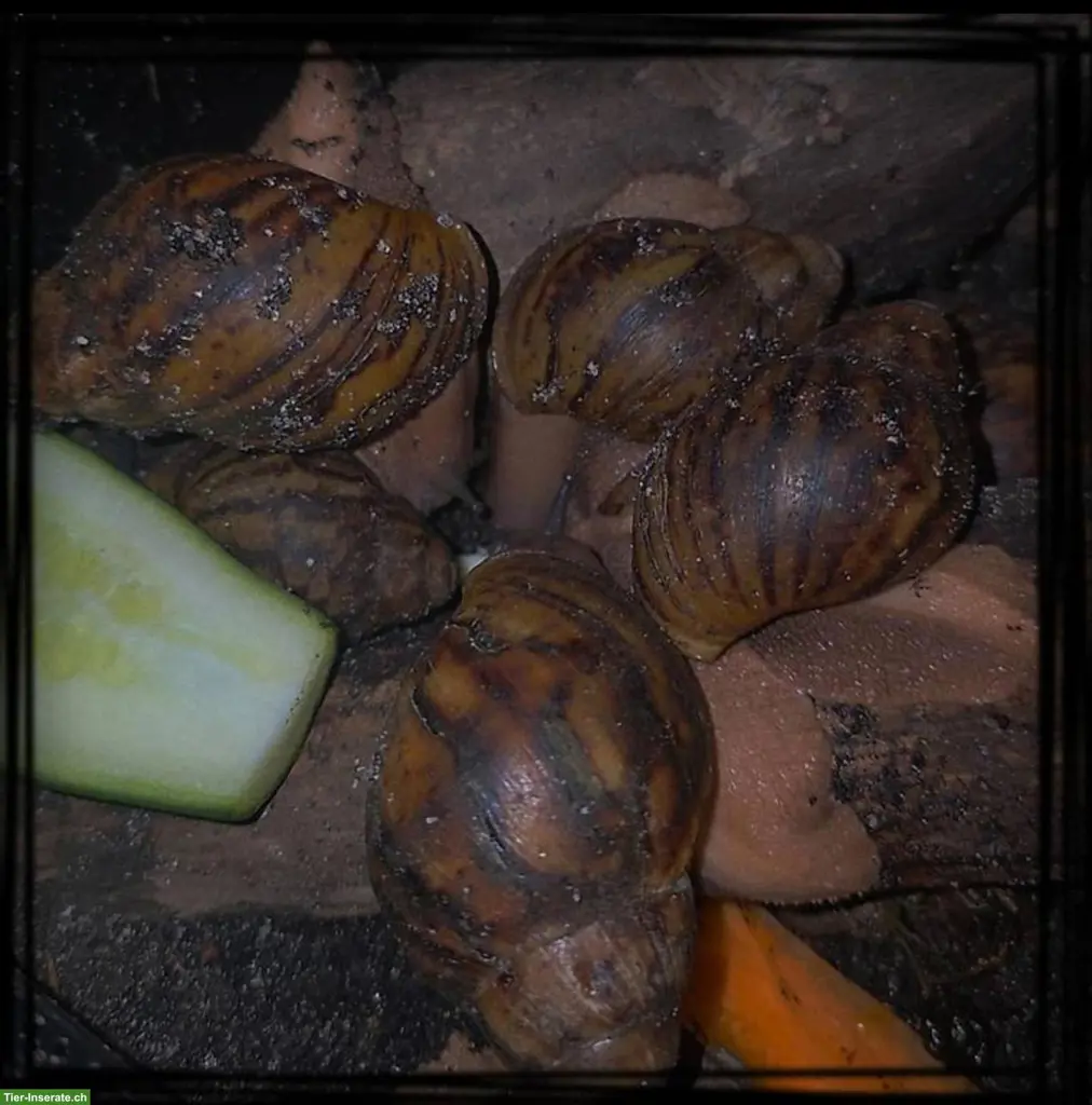 Archachatina marginata ovum aus Hobbyzucht