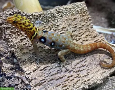 Gonatodes ocellatus, Augenfleck-Gecko