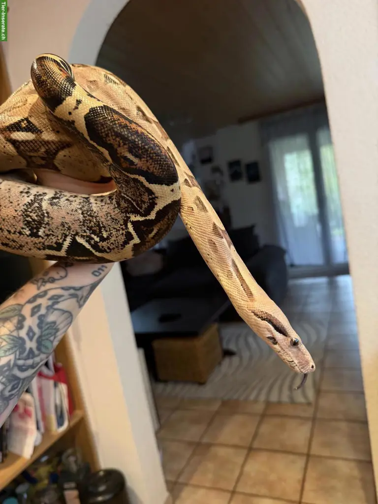 Boa constrictor imperator inkl. Terrarium & Einrichtung