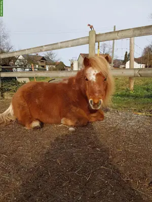 Pflegebeteiligung für Mini Shetty Pony