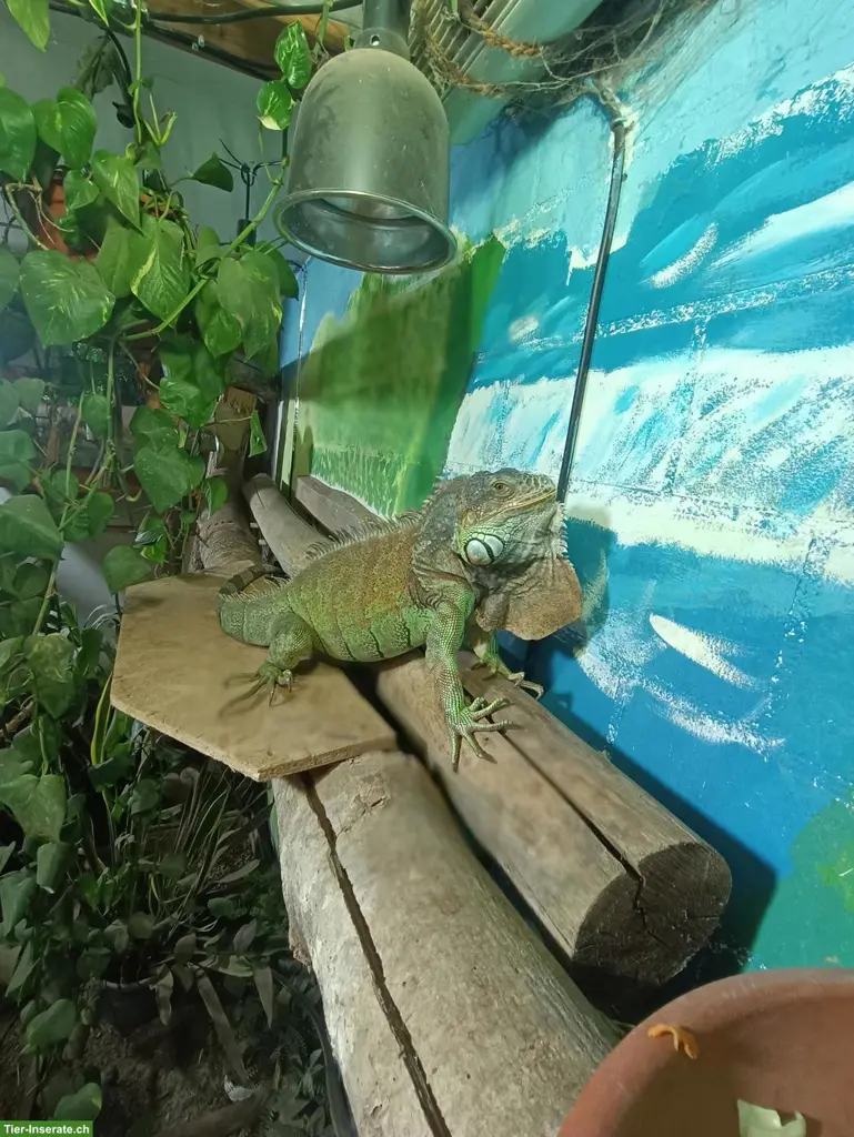 Grüner Leguan Männchen, Iguana iguana