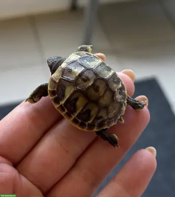 Griechische Landschildkröten Babys 2026 zu verkaufen