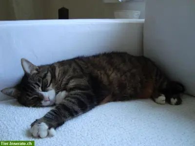 SENSE OF JOY - Katzenbetreuung Umgebung Bülach, Winkel, Flughafen