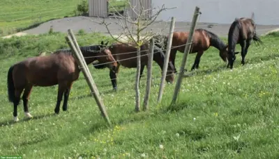 Bauernhof zur Pferdehaltung gesucht: ZH, AG, SH, SG, TG, SO, AR