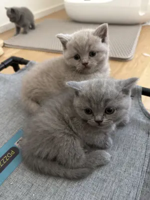 BKH kitten