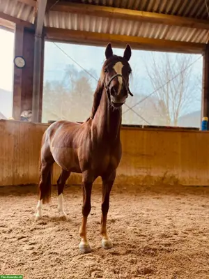 Deutsches Reitpony - Deckhengst (nicht gekört)